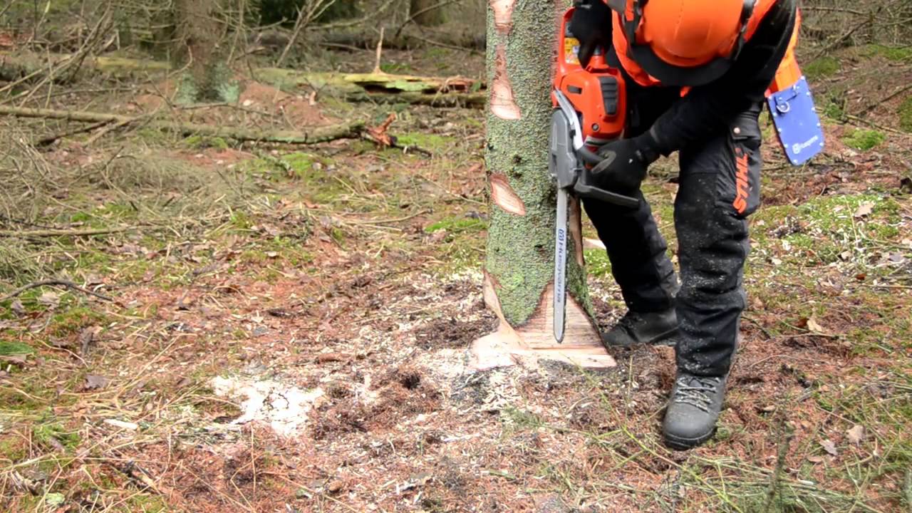ECC2 - Basic tree felling techniques
