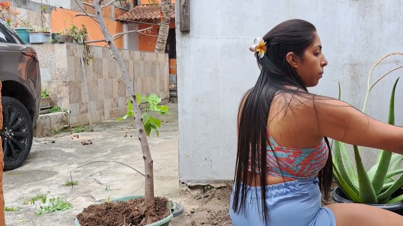 🔴 COMO REPLANTAR BABOSA / ENCURTAR CAULE DA #BABOSA / MUDAS