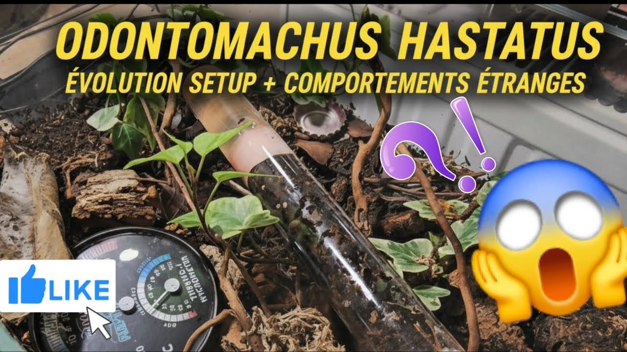 Trap-Jaw Ants : suivi colo + Chasse IMPRESSIONNANTE (suivi 2026) 🐜💥😲🔥