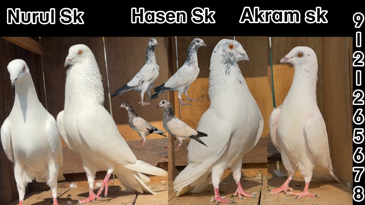 12 pigeons successfully delivered to Nurul Sk | Hasen Sk | Akram Sk | Jangipur | Murshidabad 