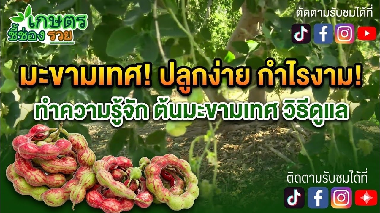 รายการเกษตรอินทรีย์ชี้ช่องรวยEP1206ปลูกมะขามเทศทำเงิน-เลี้ยงเป็ดเลี้ยงปลาผสมผสาน