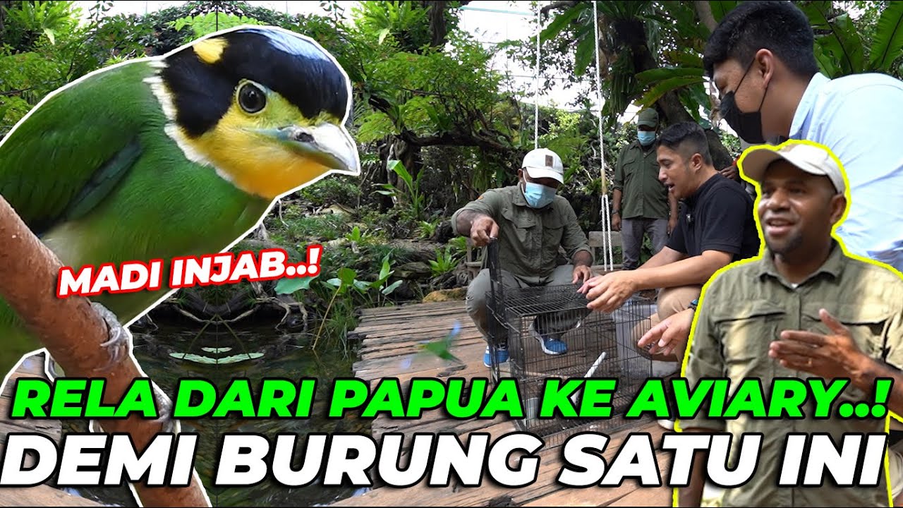 JAUH2 DARI PAPUA CUMA UNTUK AVIARY..! LANGSUNG RILIS BURUNG UNIK MADI INJAB..