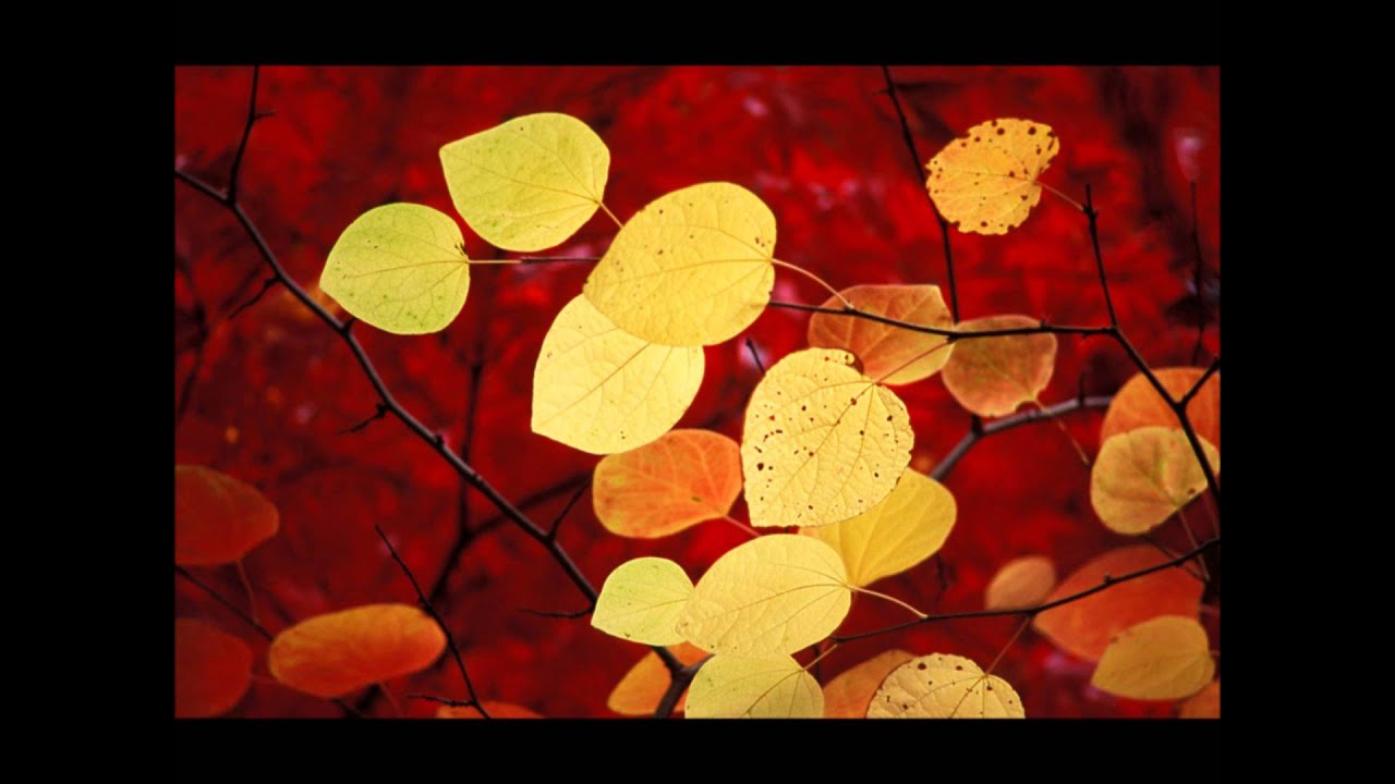 Henry VIII - If love now reigned