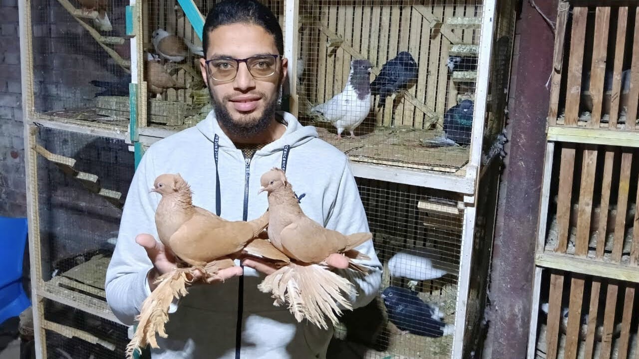 غيه حمام كامله للبيع كل انواع الحمام