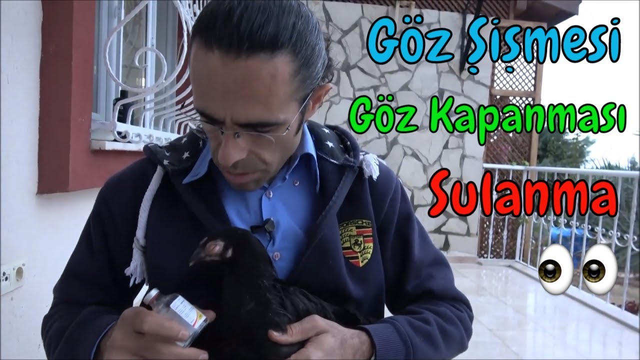 Kümes Hayvanlarının Göz Hastalıkları Nasıl Tedavi Edilir?
