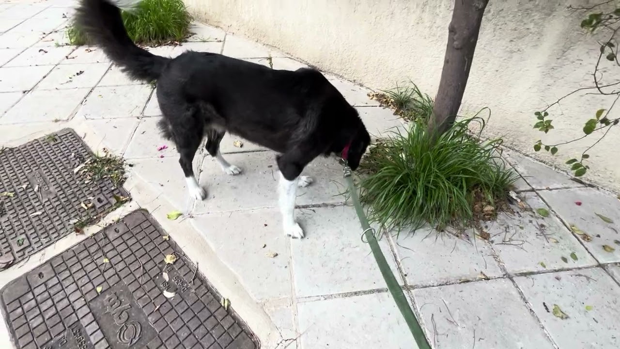 border collie mix walking the street like a good dog