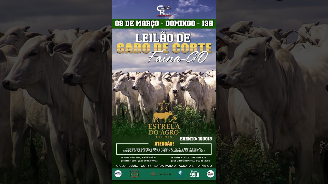 LEILÃO GADO DE CORTE ESTRELA DO AGRO LEILÕES  FAINA-GO 08/03/2026 | Leilão ao Vivo - Leilão de Gado
