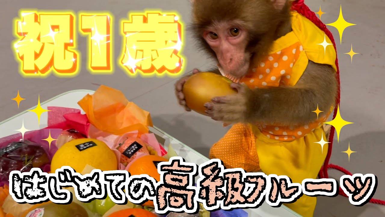 お迎えして初めてのお誕生日…赤ちゃん猿の食いっぷりが可愛い！