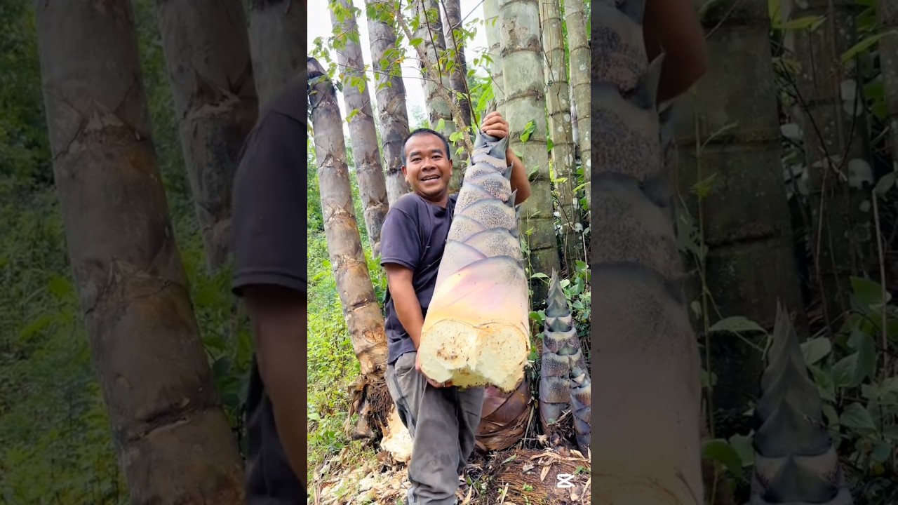 Dragon bamboo,the largest known bamboo species in the world 