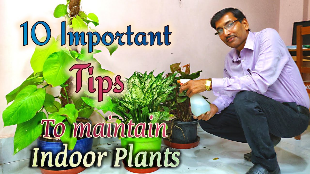 10 BEST TIPS To Maintain INDOOR PLANTS or HOUSE PLANTS.