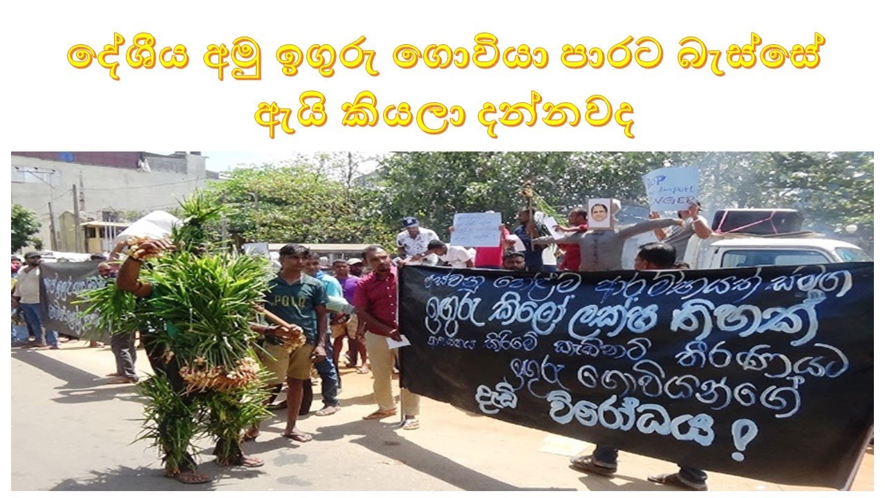 amu iguru goviyo දේශීය අමු ඉගුරු ගොවියා පාරට බැස්සේ ඇයි කියලා දන්නවද
