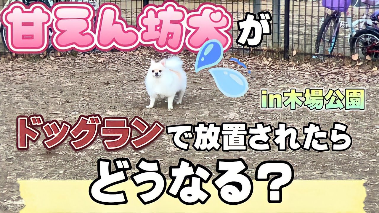 【爆笑】ドッグランで甘えん坊犬を放置したら可愛すぎたww【木場公園】ポメチワ ポメラニアン チワワ ミックス犬 ポメチー チワポメ チワラニアン