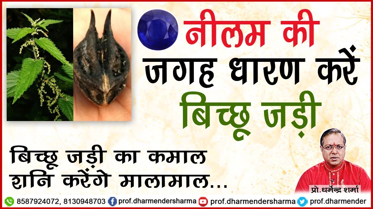 नीलम की जगह धारण करें बिच्छू जड़ी - प्रो .धर्मेन्द्र शर्मा ......