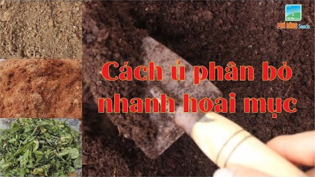 Cách Ủ Phân Bò Nhanh Hoai Mục Đạt Chất Lượng Để Trồng Rau Hữu Cơ