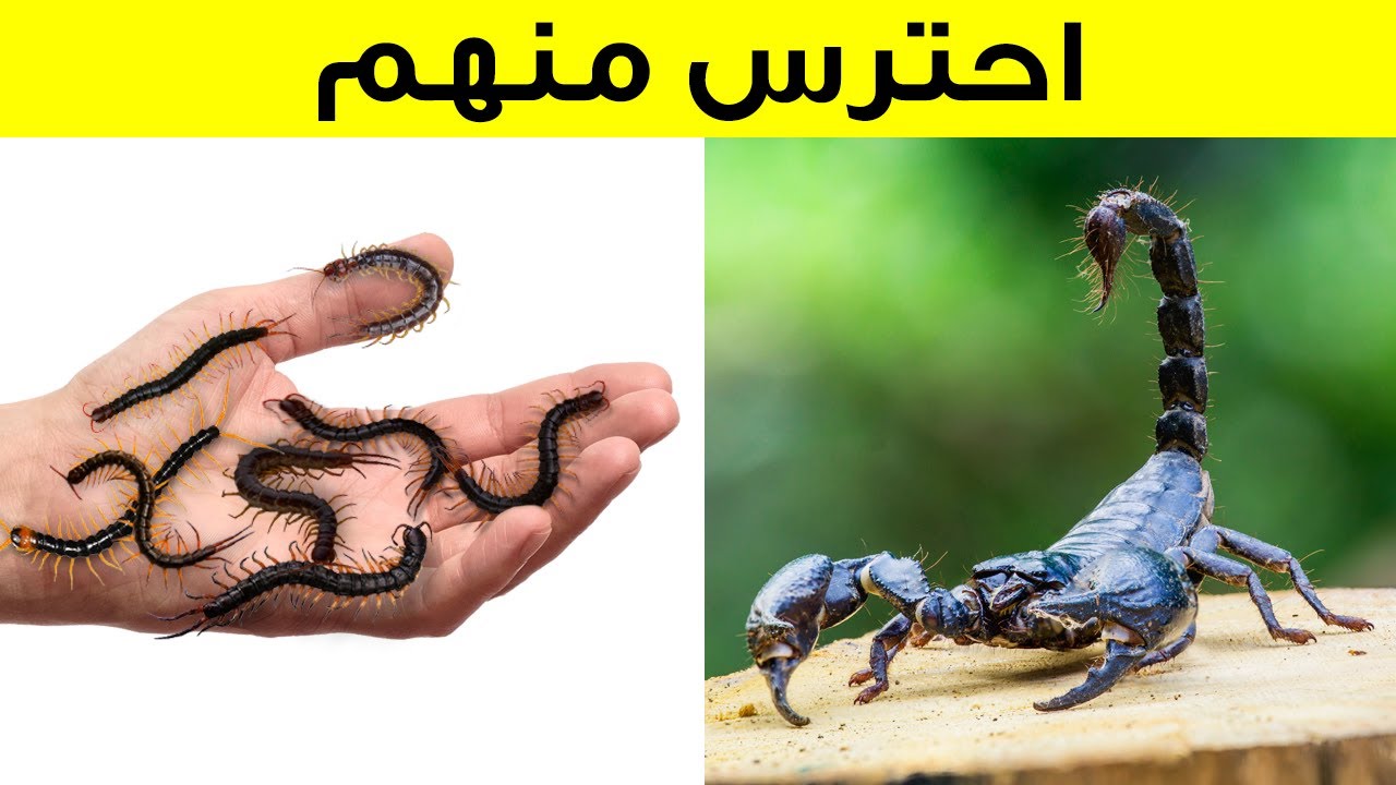 إليكم 101 معلومة ستجعلك تنظر إلى عالم الحيوان بطريقة مختلفة تماماً