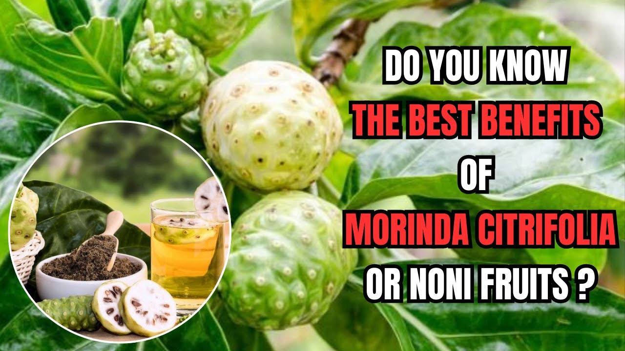 Do You Know The Best Benefits Of Morinda Citrifolia Or Noni Fruits ?