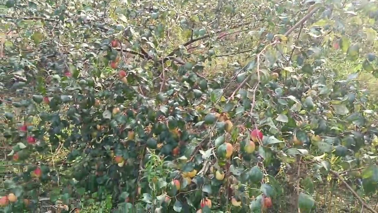 Fresh Apple Ber (Hybrid Bwigri) . Harvest by incredible Men Farmers.Miss India Apple Ber.Organic 