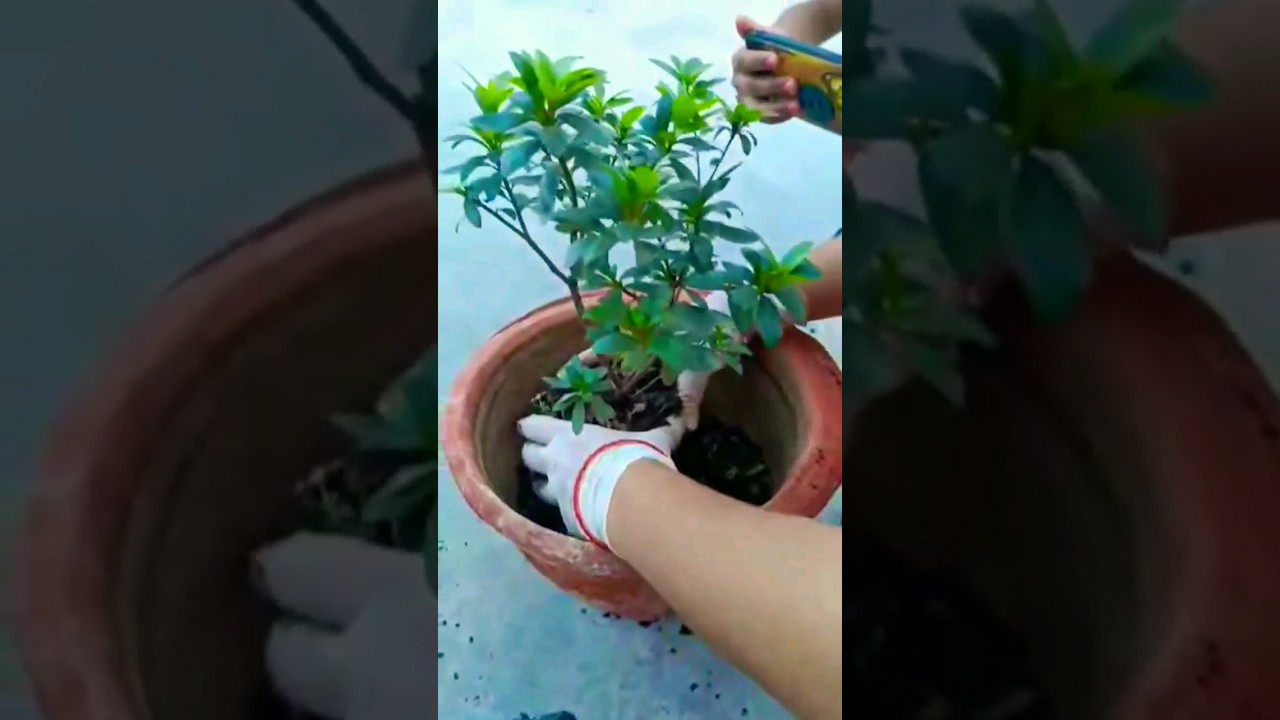 Repotting of Azalea plant....#gardening #flower #floweringplants #azalea....🌹