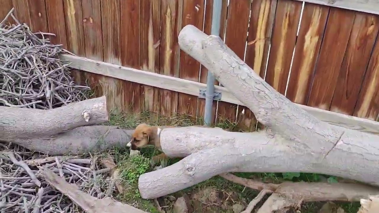 puppy exploring outside