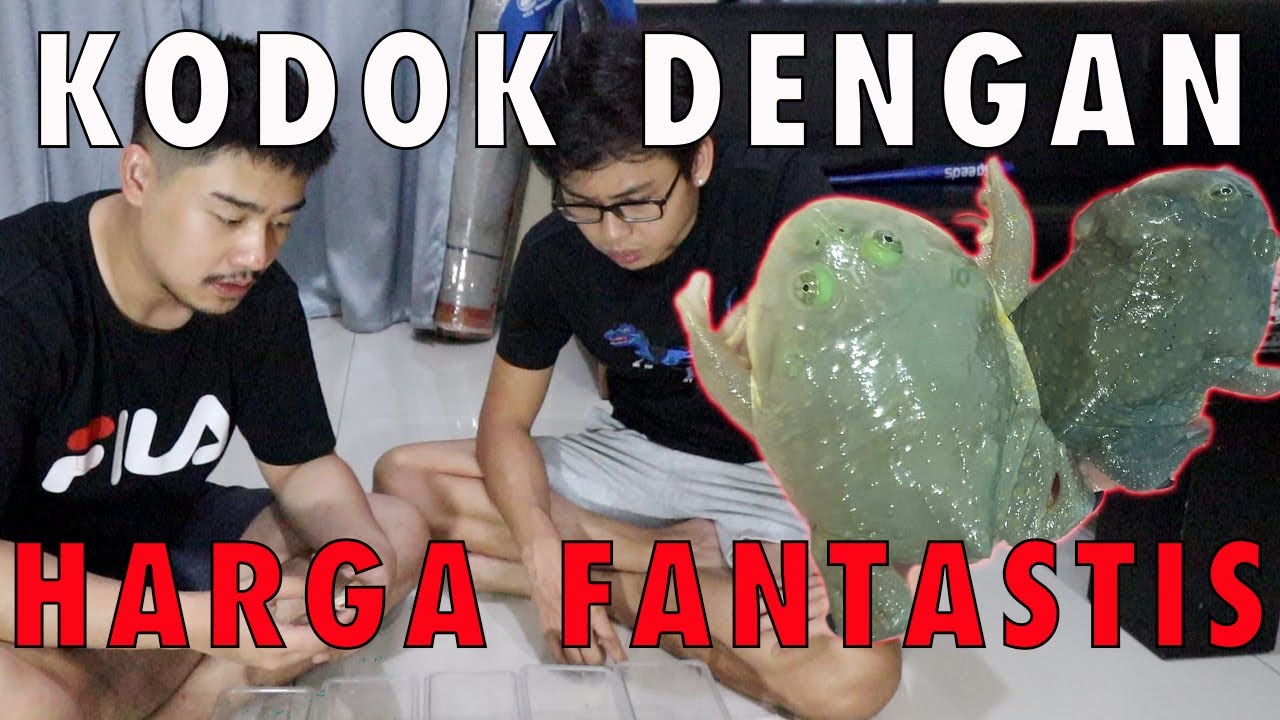 BUDGETT'S FROG | KODOK UNIK DARI AMERIKA