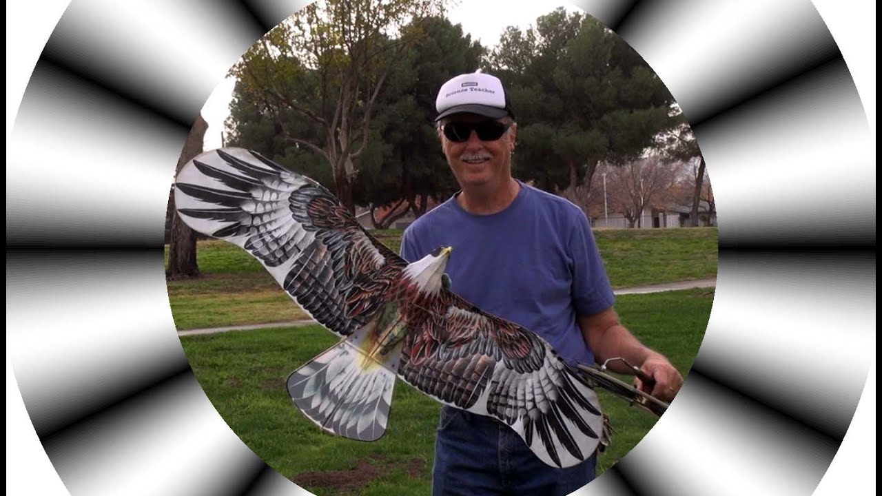 Plate Eagle Panying Progress #3 One Way Eagle