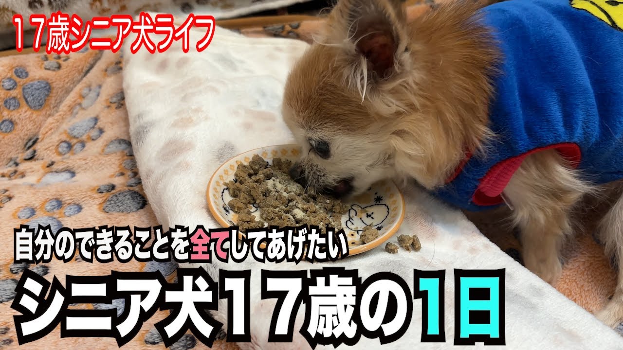 【シニア犬のリアルな１日　どんな時でも幸せを感じさせてくれる１７歳チワワ】