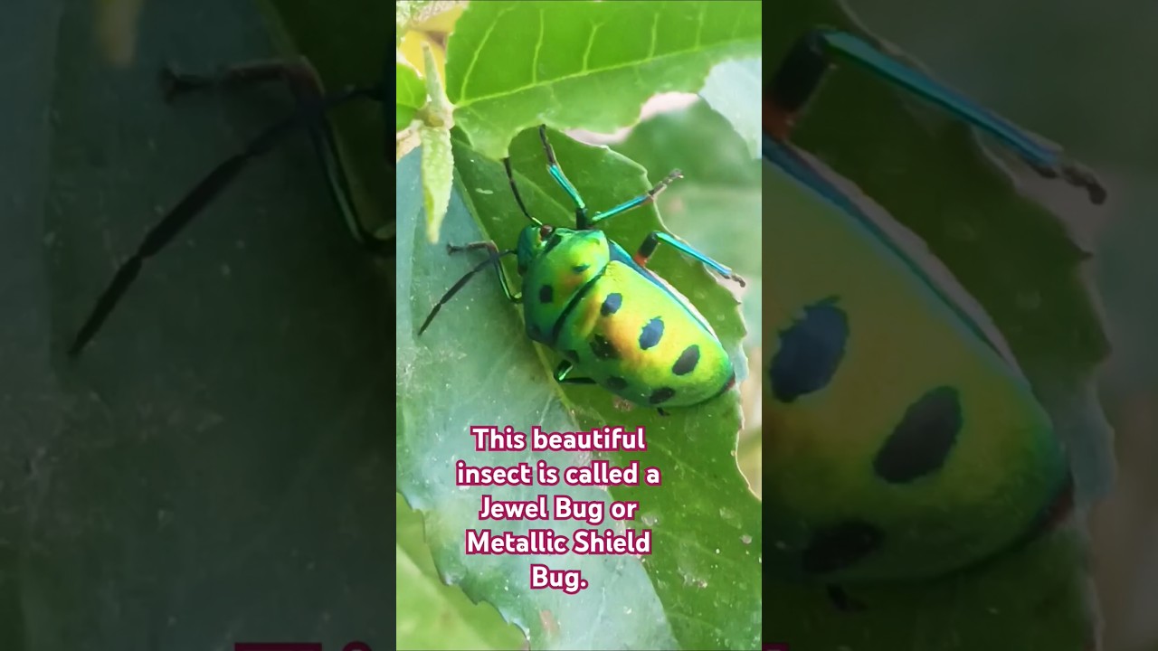 This beautiful insect is called a Jewel Bug or Metallic Shield Bug. 