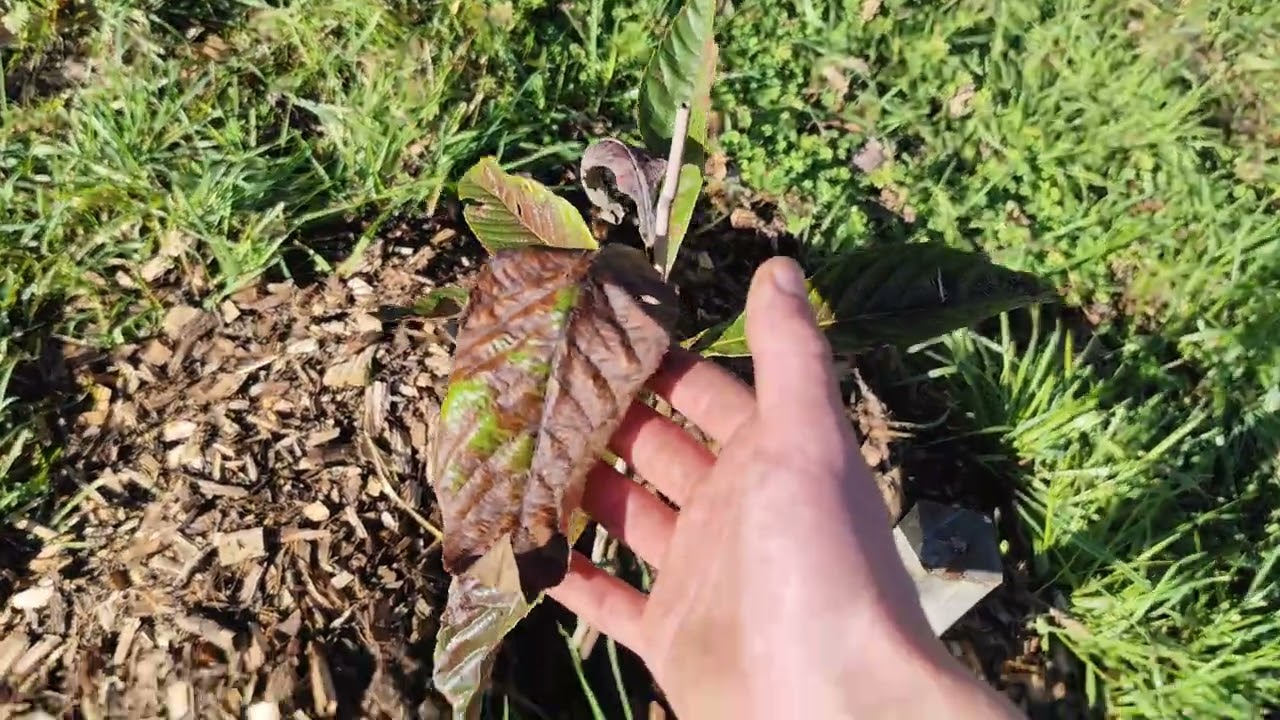 Encore des arbres ?? On explore l'autre partie de mon verger !