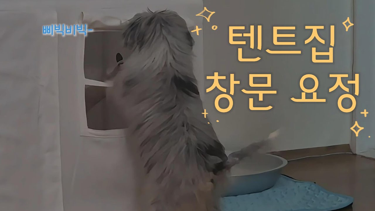 [오시두들 세인트] 세인이의 새로운 하우스 활용법