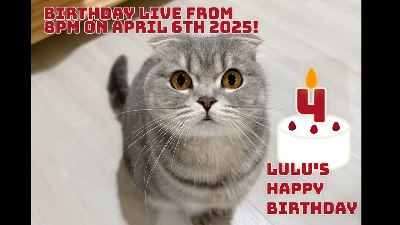 Отмечаем 4-й день рождения Lulu Mama и делимся последними новостями о ее котятах!