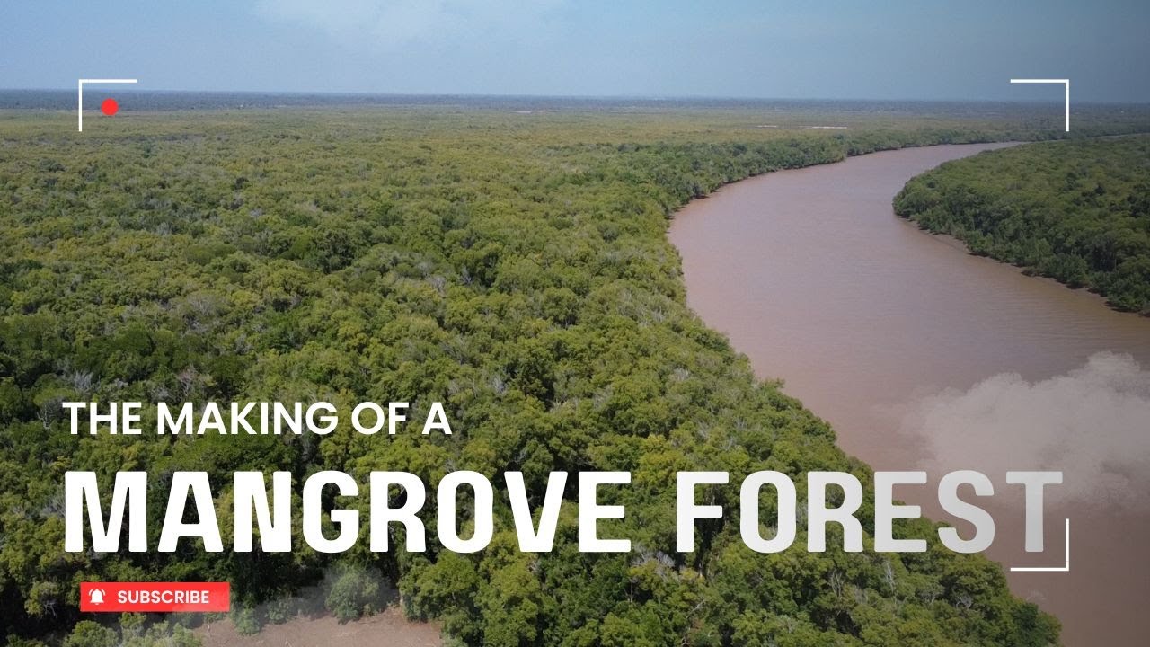 The Making Of A Mangrove Forest | Step By Step With Furaha & Baraka Farms