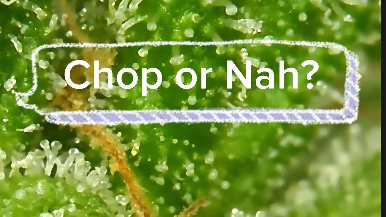 S3:E20 - TPC: Trichome Check Day 60