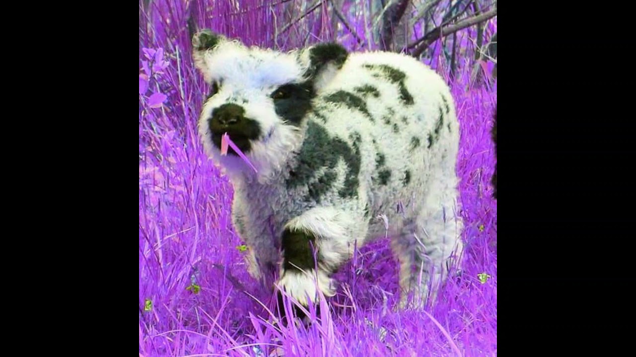 d0llywood1 - ihonestlymightjustgiveup (slowed + reverb)