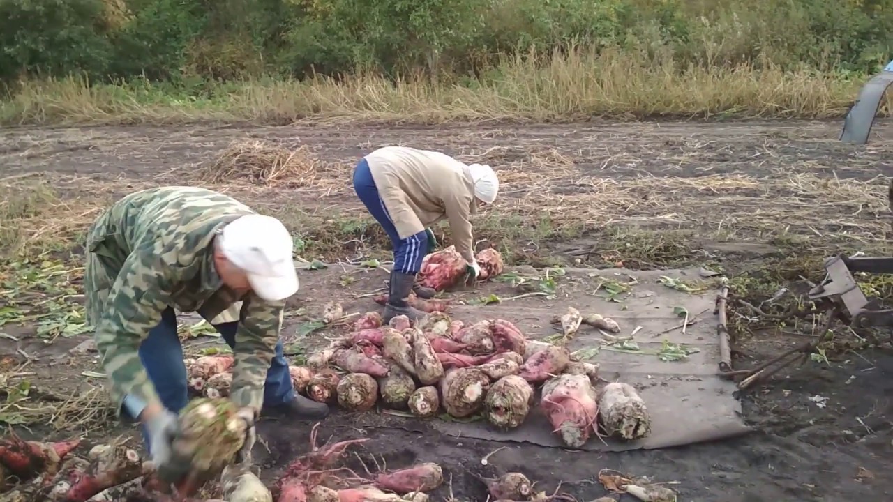 Процесс уборки свёклы