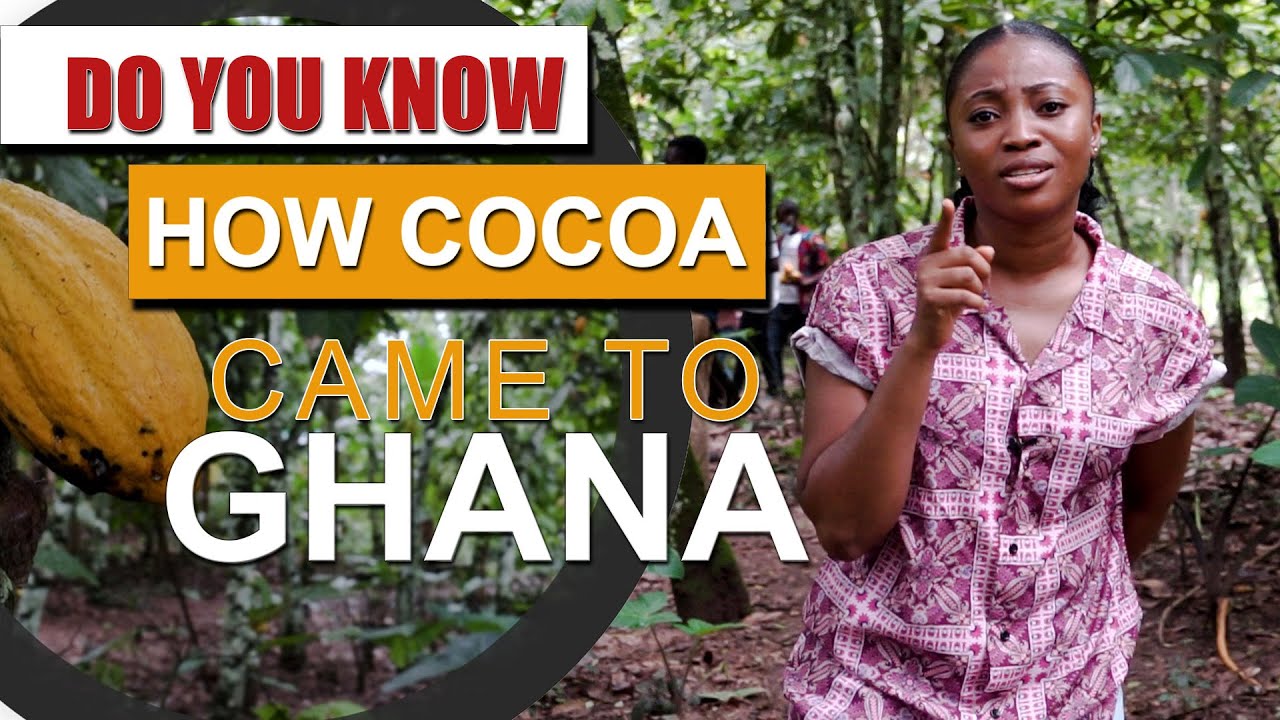 TETTEH QUARSHIE COCOA FARM : THE 1ST COCOA FARM IN GHANA