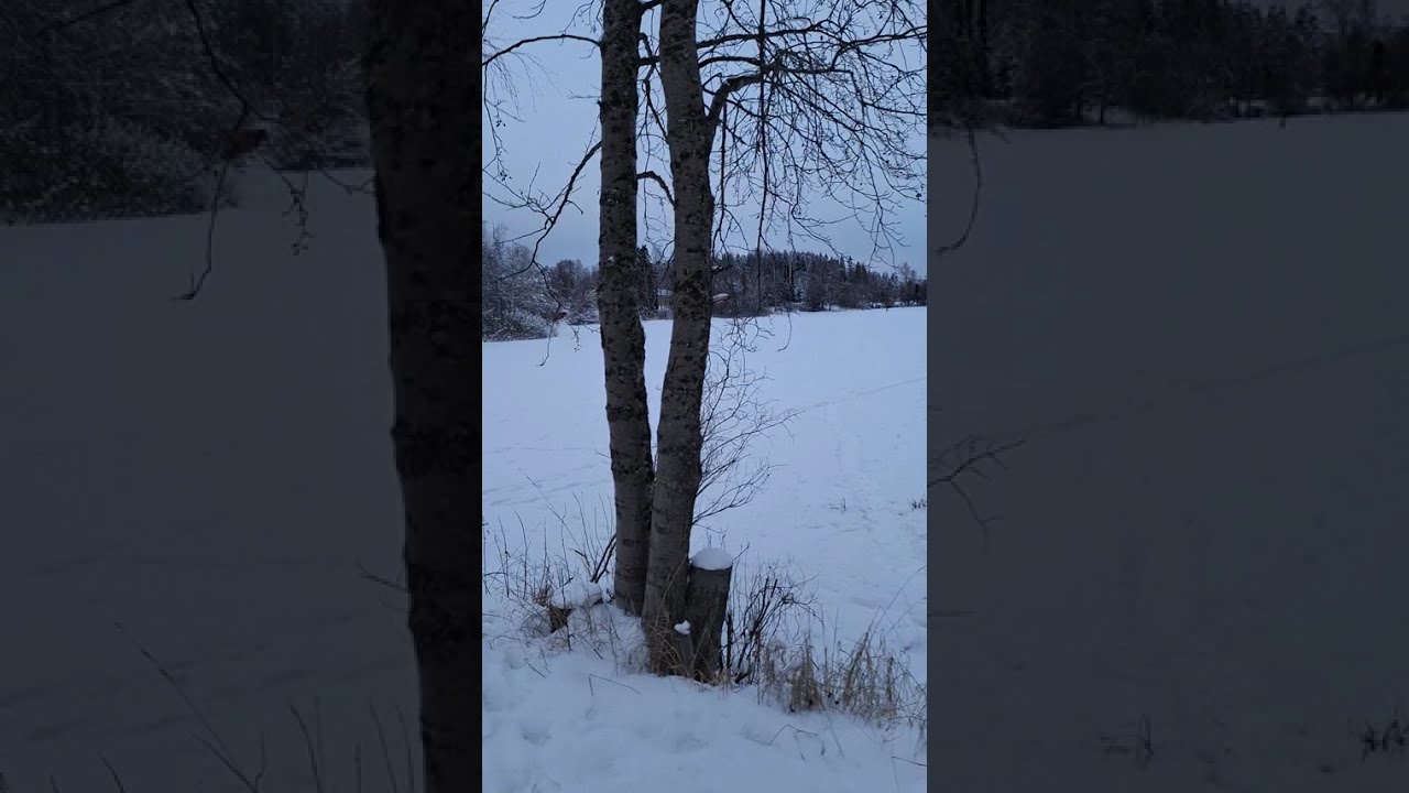 Aamulenkillä, ihan outoa kun ei ole Rocky mukana @officialmikkotapio 