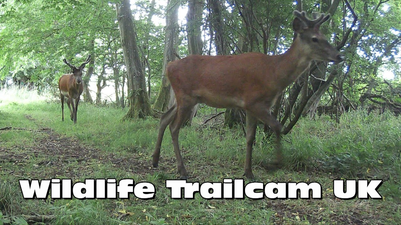 Red deer with velvet antlers! Trail camera Thursday