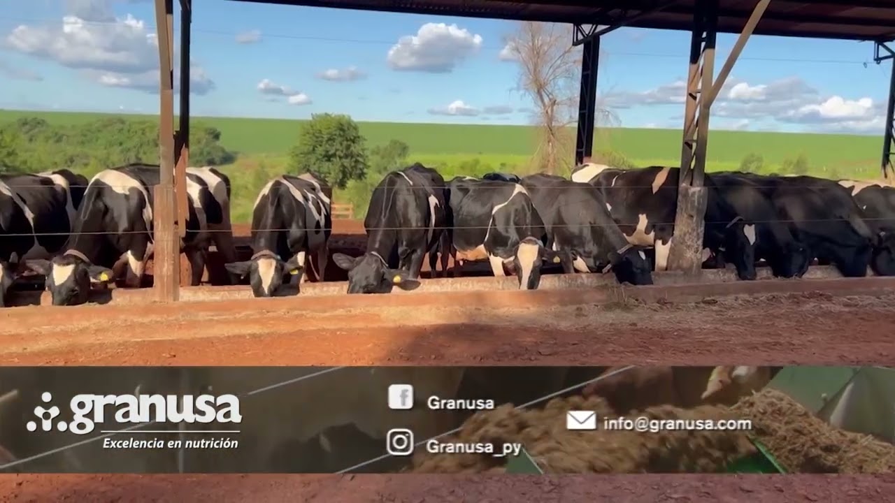 Empezó con 2 vacas y poco conocimiento, hoy tiene 80 lecheras en producción