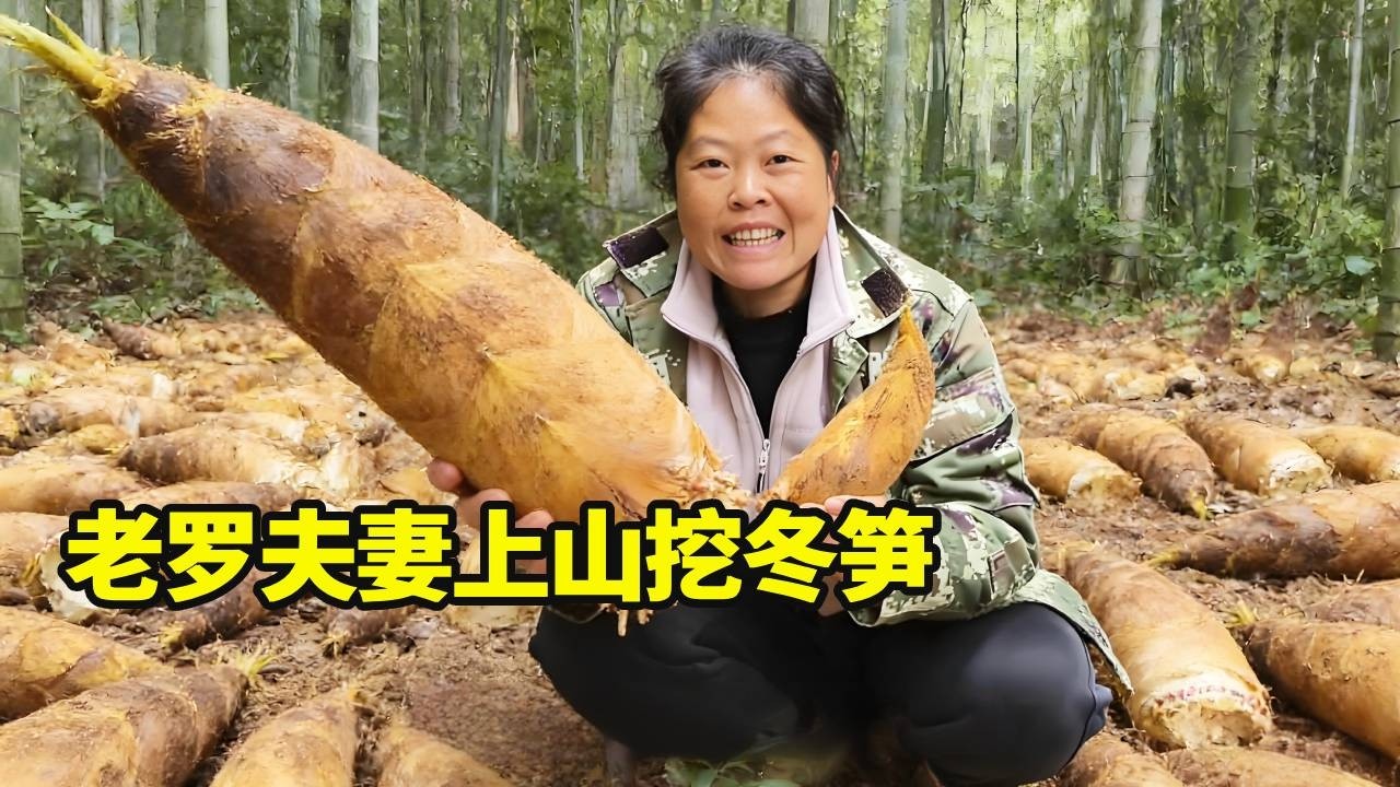 朋友订购冬笋，老罗夫妻上山挖掘运气爆棚，冬笋个个硕大饱满品相佳！【侗家老罗】