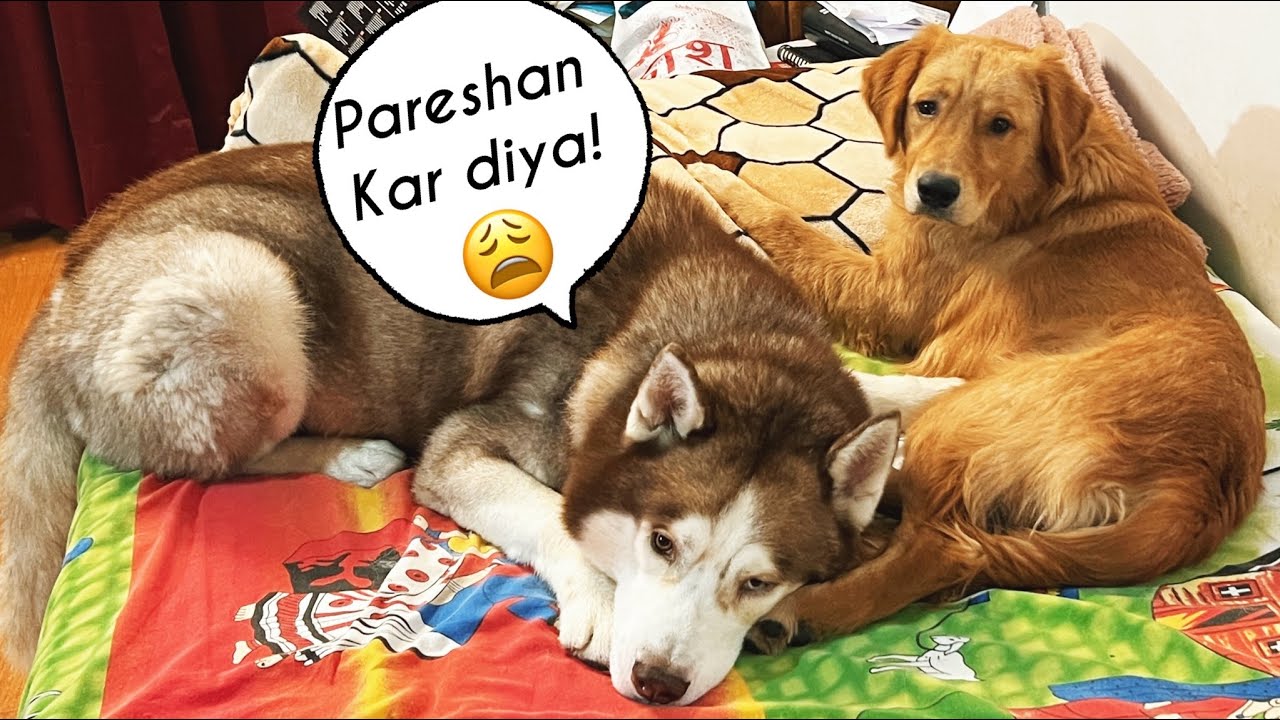 Max ne Ghost ka Jeena Haraam kar diya hai 😆😆