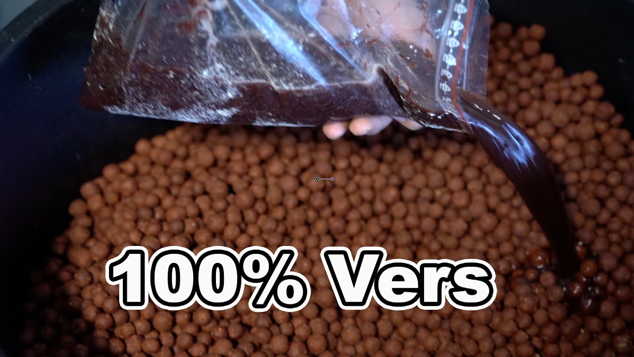 KARPERVISSEN :BOILIES MAKEN : THE REAL BLOODWORM BOILIES