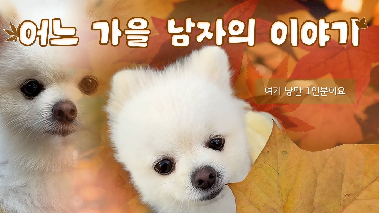 [SLOG] 첫눈 오고 나서야 올리는 가을 브이로그