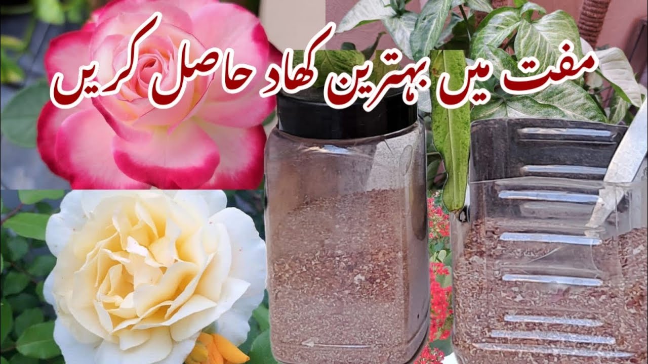 Free Organic Fertilizer at Home | Make NPK Fertilizer at Home | Lush Green Plants k Liyay Muft Khaad