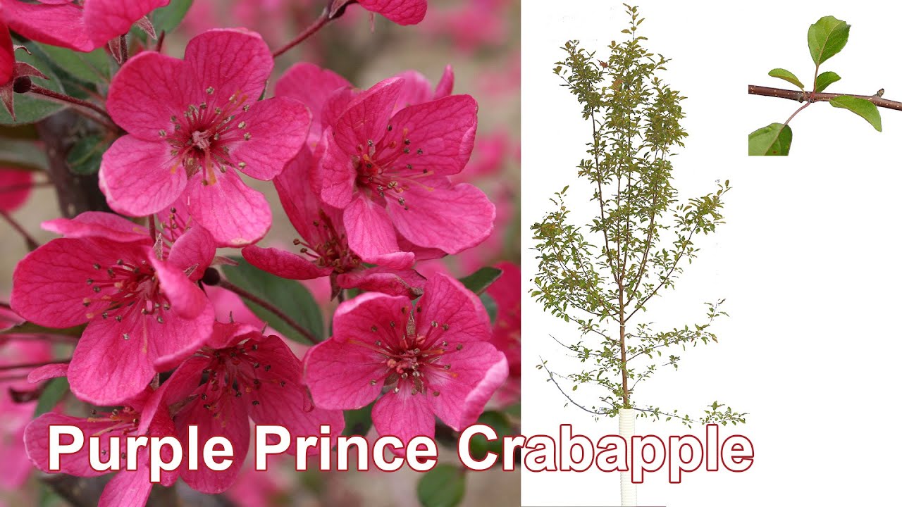 Purple Prince Crabapple