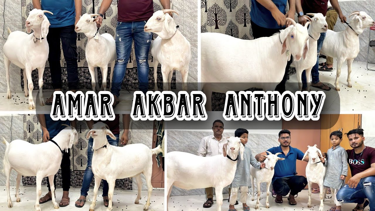 Pure white barbari goats | Mashallah | Heavy beautiful goats | Bakra Eid 2023 | Lucknow UP