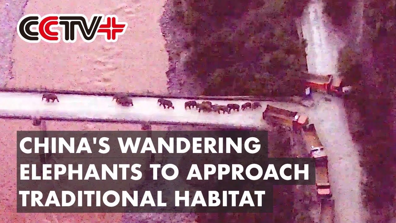 China's Wandering Elephants Cross Bridge to Approach Traditional Habitat