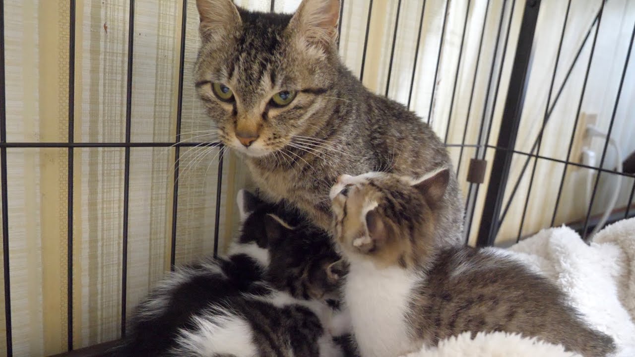 【子猫】子猫がミルクを飲みたいと言うシーンがこちらです