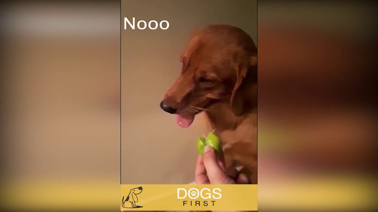 Funny dog reacts to lemon