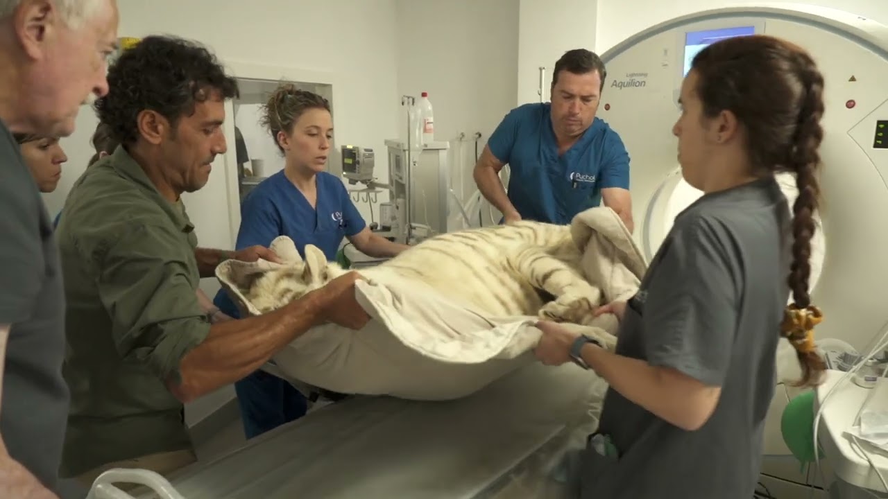 🐅 La tigresa Shilka intervenida en Hospital Veterinario Puchol
