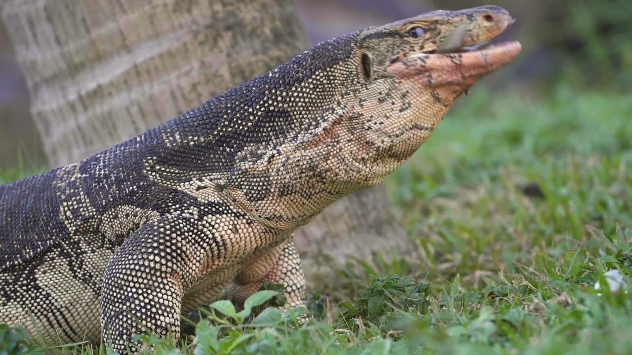 Asian water monitor|Lizard